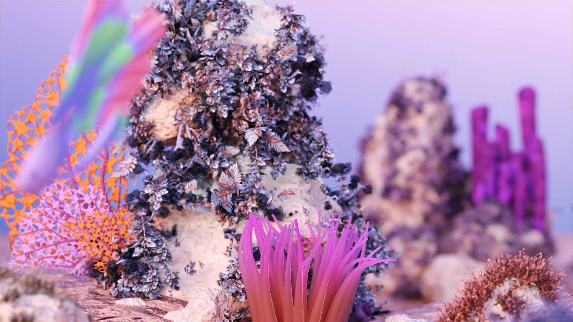 all coral